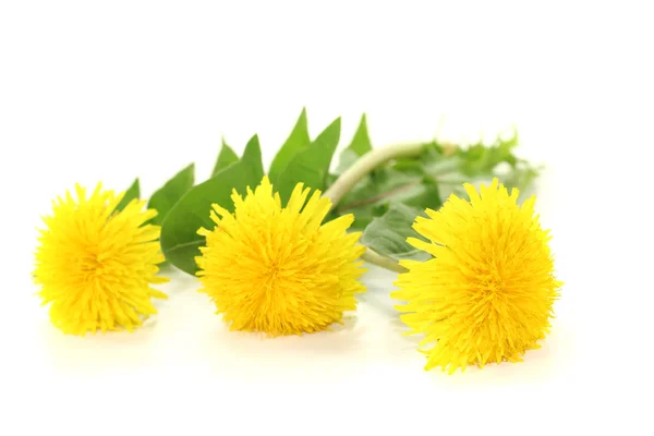 Taze sarı dandelions — Stok fotoğraf