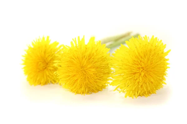Beautiful fresh yellow Dandelions — Stock Photo, Image