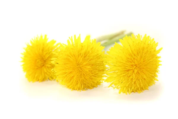 Bellissimi denti di leone giallo fresco — Foto Stock