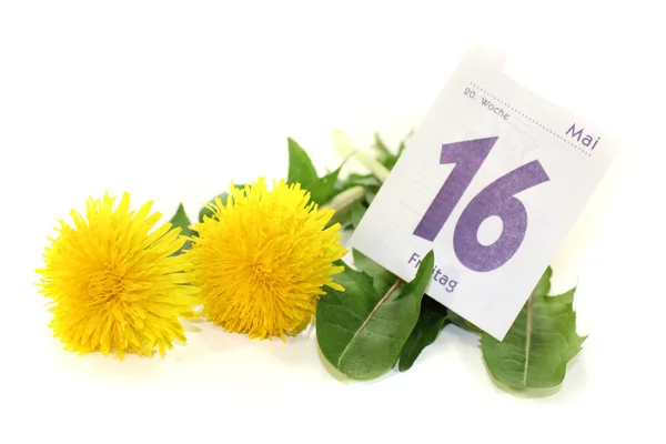 Yellow Dandelions with calendar sheet — Stock Photo, Image