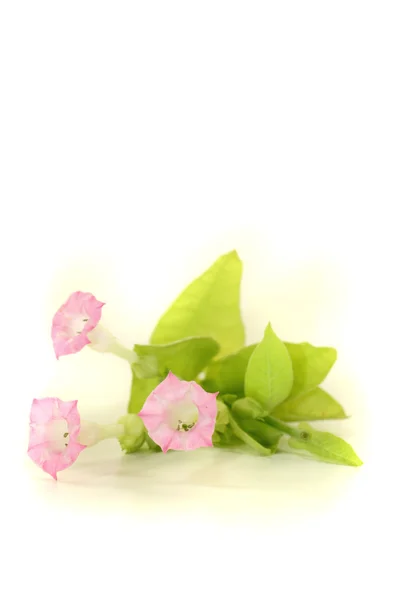 Plante proaspete de tutun — Fotografie, imagine de stoc