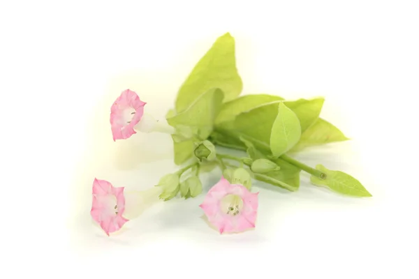 Tobaksplantan med rosa blommor — Stockfoto