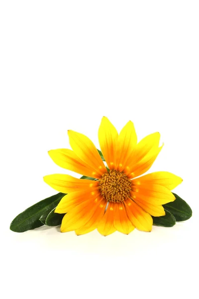 Gazania with leafs — Stock Photo, Image