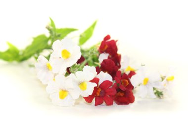Diascia