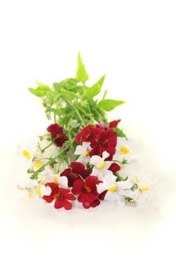 çiçek açan diascia