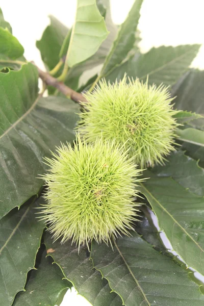 Two Chestnut — Stock Photo, Image