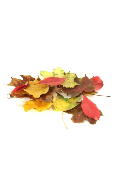 Dekorativní podzimního listí — Stock fotografie