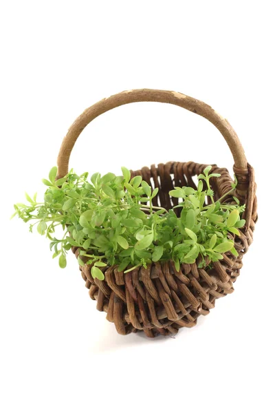 Fresh garden cress in a basket — Stock Photo, Image