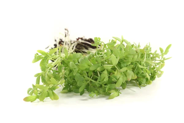 Frische grüne Gartenkresse — Stockfoto