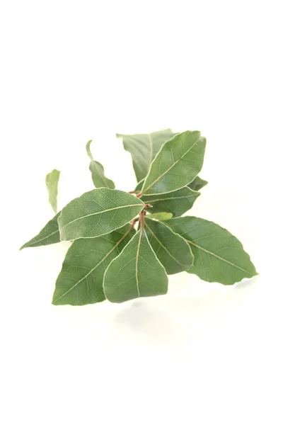 Fresh green laurel twig — Stock Photo, Image