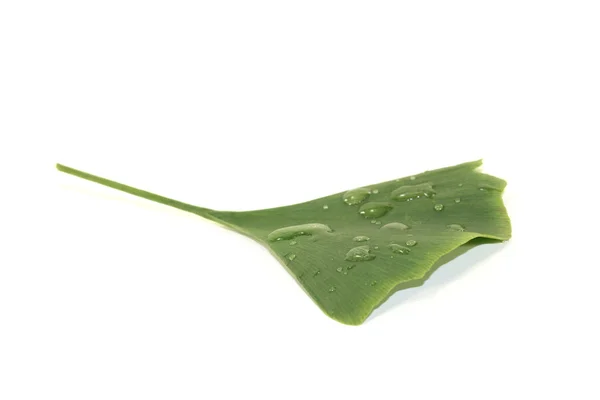 Ginkgoblatt mit Wassertropfen — Stockfoto