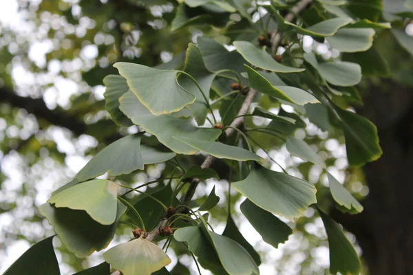 Gröna ginkgo twig — Stockfoto