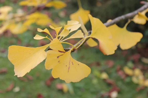 黄色のイチョウの枝 — ストック写真