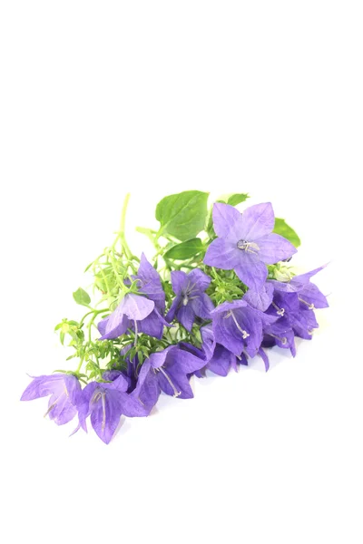 Blue bellflowers — Stock Photo, Image