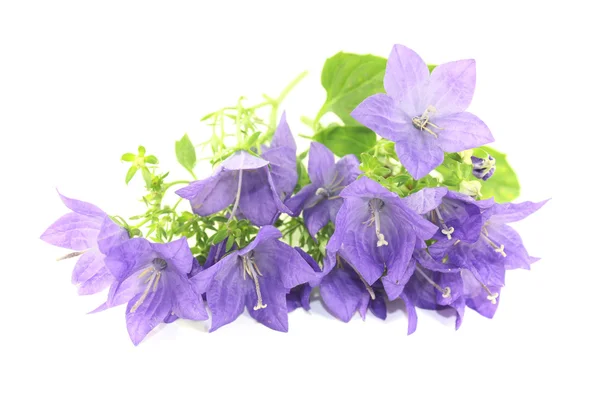 Blue bellflowers with blossoms — Stock Photo, Image