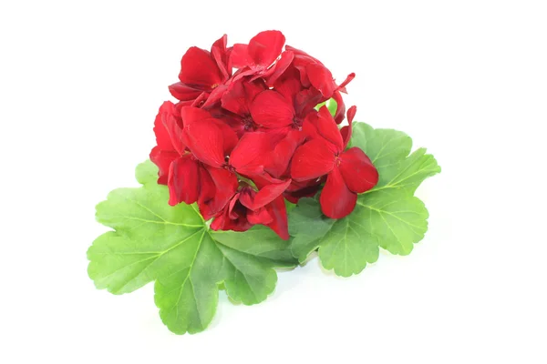 Geraniu roșu cu petale — Fotografie, imagine de stoc