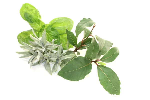 Laurel, sage and basil — Stock Photo, Image