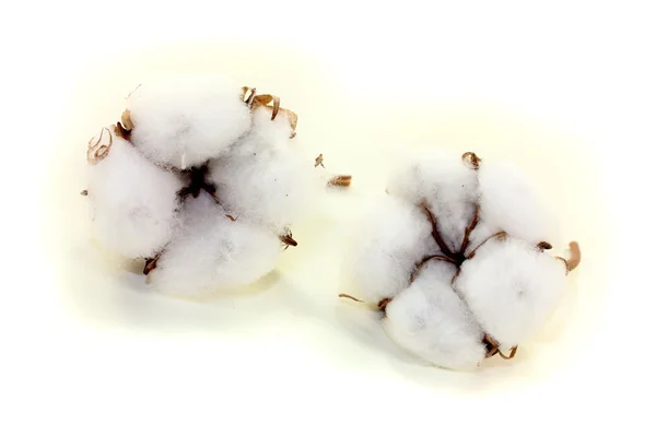 White cotton — Stock Photo, Image