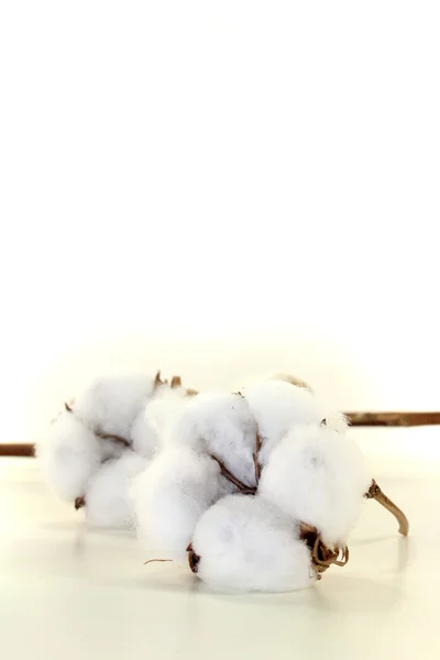 Algodão branco com um ramo — Fotografia de Stock