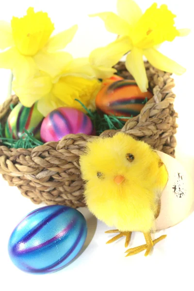 Easter Basket with chick and yellow daffodils — Stock Photo, Image