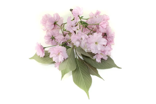 Gałąź japońskiego kwiatu wiśni — Zdjęcie stockowe