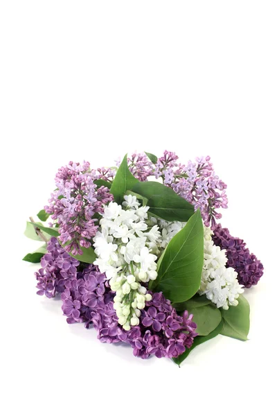 Colorful lilac blossoms — Stock Photo, Image