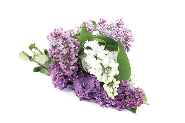 Lilac blossoms — Stock Photo, Image