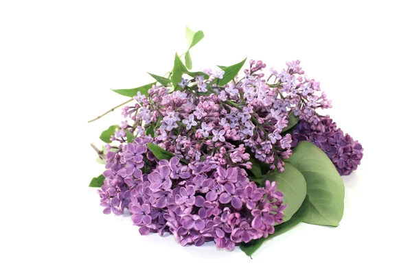 Purple lilac blossoms — Stock Photo, Image