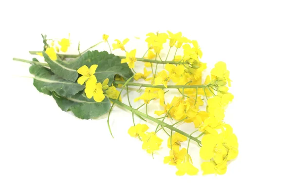 Frische gelbe Rapsblüten — Stockfoto