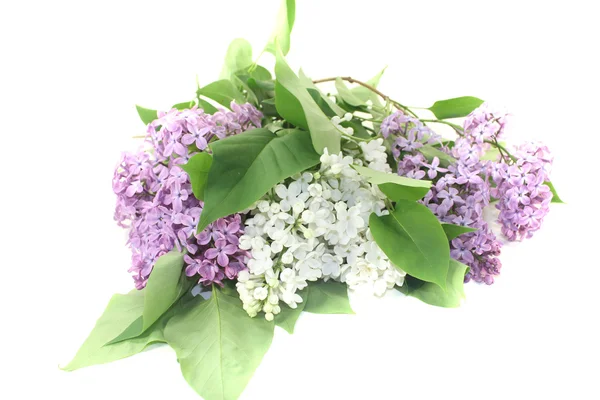 Un bouquet di fiori di lilla — Foto Stock