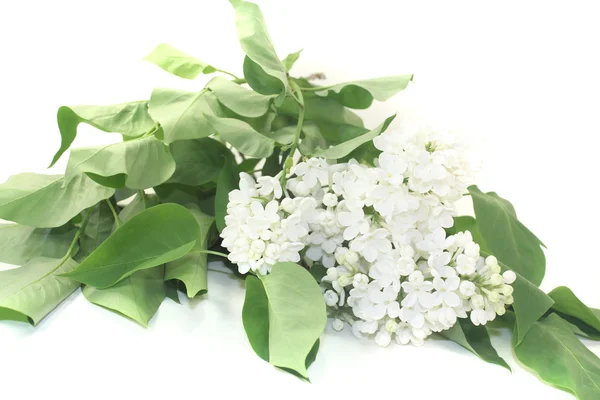 Un bouquet de fleurs de lilas blanc — Photo