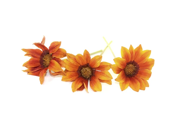 Fresh orange and brown midday flower — Stock Photo, Image