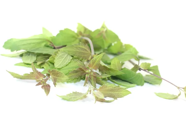 Fresh Mexican dream herb — Stock Photo, Image