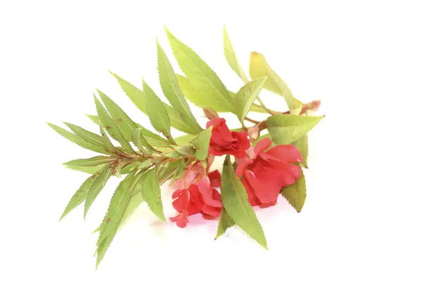 Healthy red Balsam — Stock Photo, Image