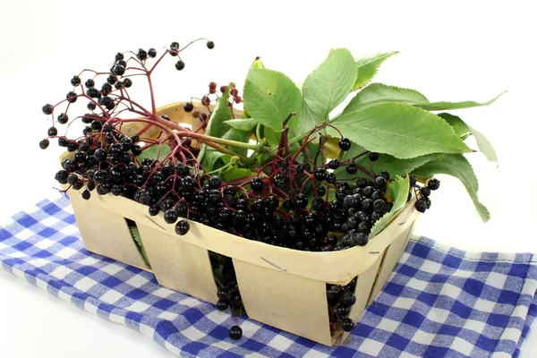 Elderberry — Fotografie, imagine de stoc