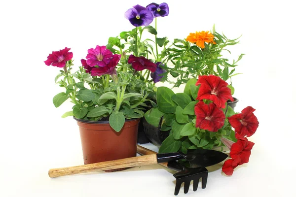 Balcony plants — Stock Photo, Image