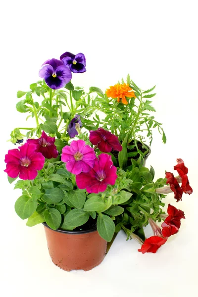 Balcony plants — Stock Photo, Image