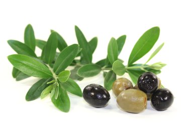 zeytin dalı