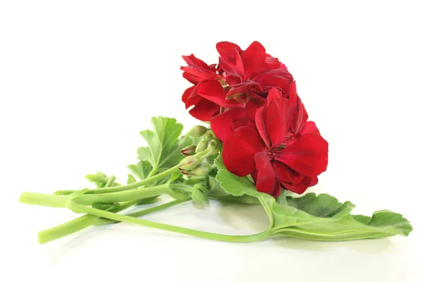 Geranium — Stock Photo, Image