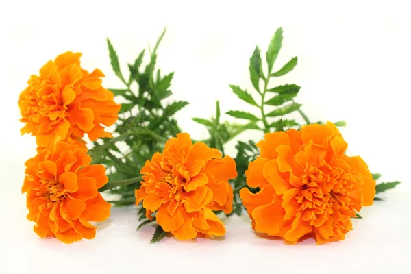 Marigold — Stock Photo, Image