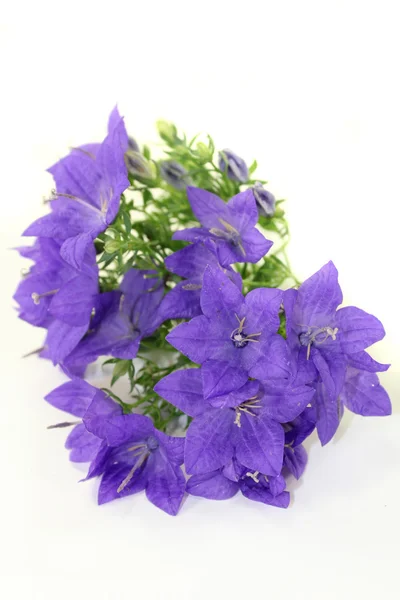 Bellflower — Stockfoto