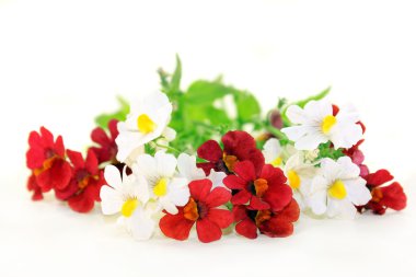 nemesia