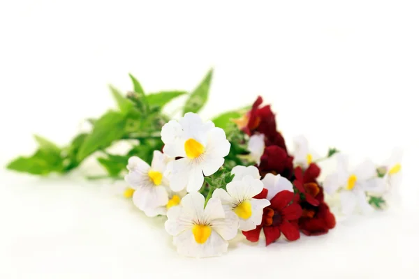 Nemesia — Stock Photo, Image