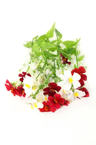 Nemesia — Stock Photo, Image