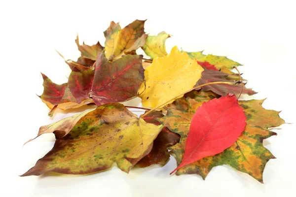 Autumn leaves — Stock Photo, Image