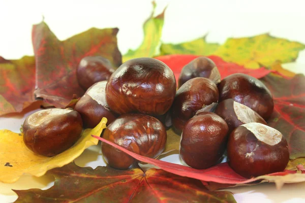 Castanhas — Fotografia de Stock