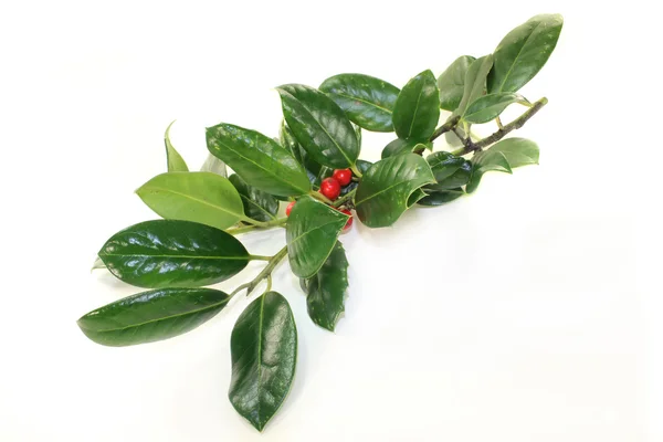 Ilex. — Foto de Stock