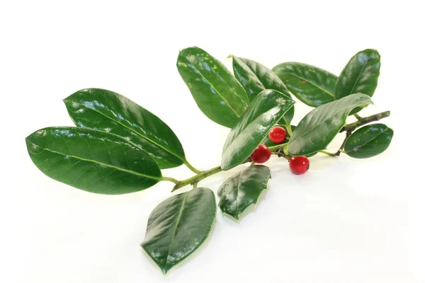 Ilex — Stockfoto