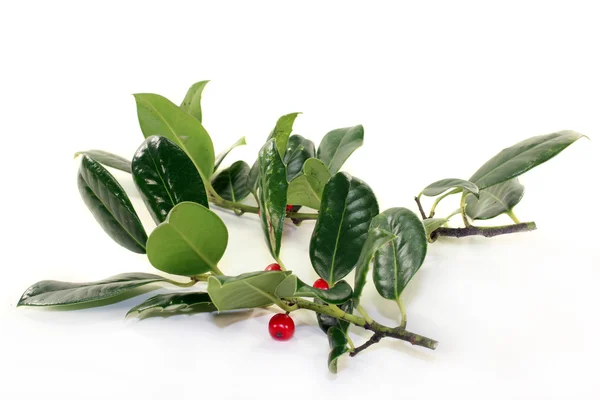 Ilex — Stock Photo, Image