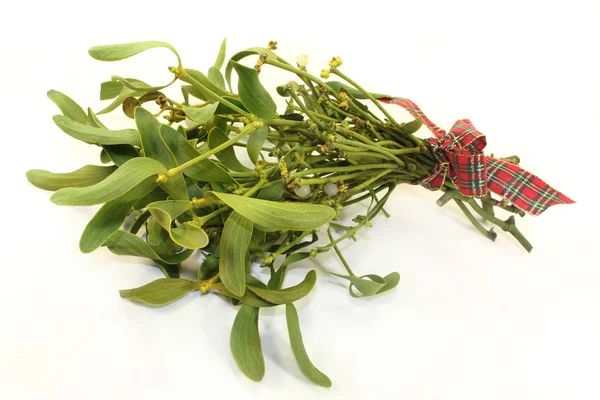 Mistletoe — Stock Photo, Image